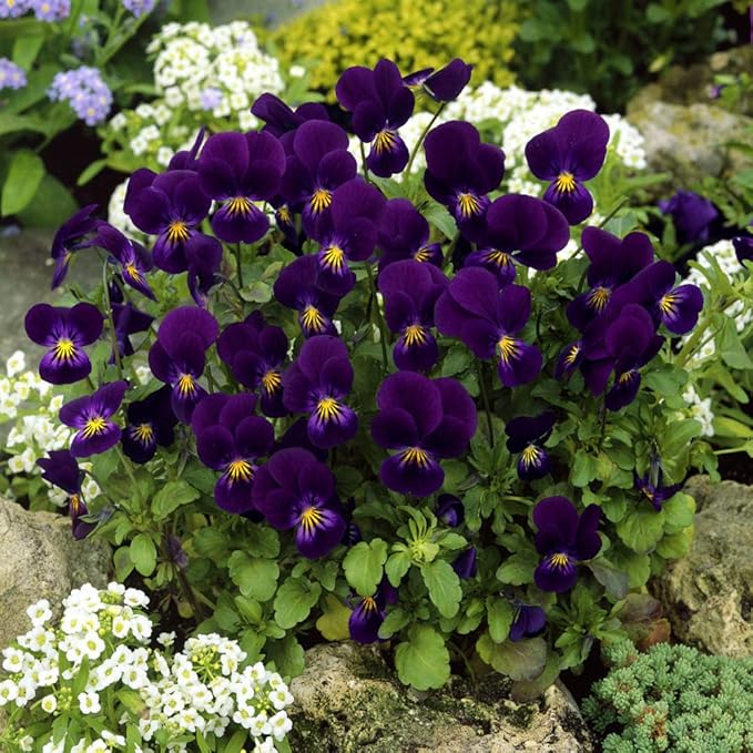 Outsidepride King Henry Viola Pansy Seeds for Planting - 1000 Pcs. Perennial, Cold-Hardy & Pollinator Friendly Flowers with Fragrant Blooms for Garden Beds, Borders & Container Displays