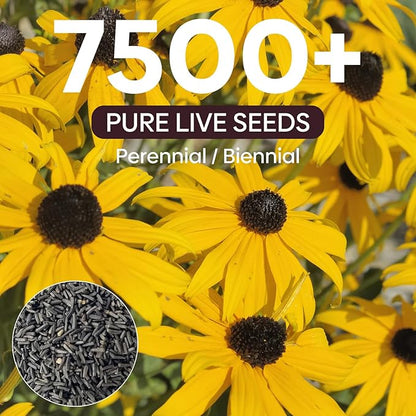 Black Eyed Susan Seeds, 7500+ Perennial Flower Seed to Plant Indoor & Outdoor, Attract Pollinators | Non-GMO | Heirloom Wildflowers Seeds, USDA Zone 3-9