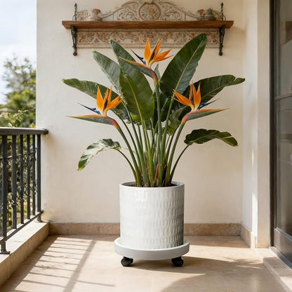 12 Inch Plant Pot with Caddy,Ceramic Planter with Drainage,Large Planters for Indoor Plants,Indoor&Outdoor Plant pots,Ceramic Flower pots,Cylinder Flower Planter Pot(Pure White)