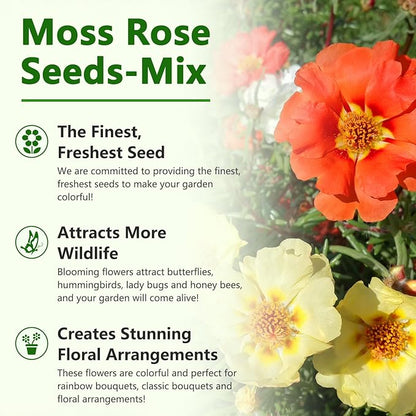 Moss Rose Seeds, 10,000+ Bulk Flower Seeds for Planting Outdoors(99% Pure Live, Non-GMO), Mixed Colors and Large Blooms, Attracts Pollinators, Easy to Grow