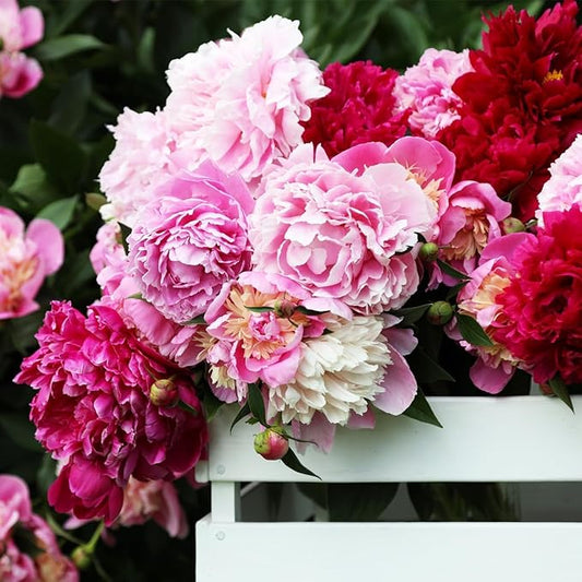100Pcs Peony Flower Seeds – Premium Peony Seeds for Planting – Easy to Grow Fragrant Garden Flowers for Outdoor, Yard, Patio & Landscaping Decoration