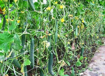10+ Seeds Indoor Cucumber Zozula F1 Self-Pollinating - Vegetable Green