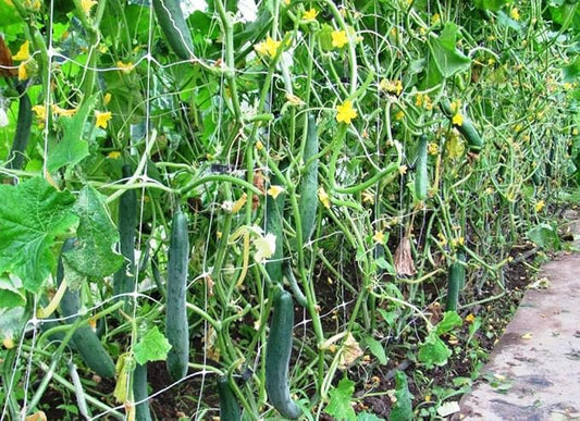 10+ Seeds Indoor Cucumber Zozula F1 Self-Pollinating - Vegetable Green