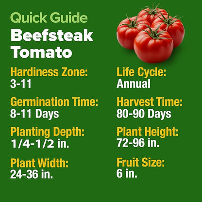 HOME GROWN Beefsteak Tomato Seed 2Pack - 600 Heirloom Tomato Seeds for Planting Outdoors High-Yield Non-GMO Vegetable Seeds for Growing Large, Meaty Tomatoes for Summer Dishes (Solanum lycopersicum)