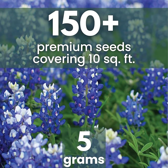 Texas Bluebonnet – 150 Seeds for Planting – 2026 Season – 5-Gram Pouch