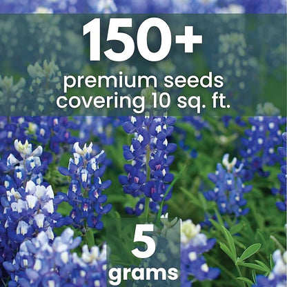 Texas Bluebonnet – 150 Seeds for Planting – 2026 Season – 5-Gram Pouch