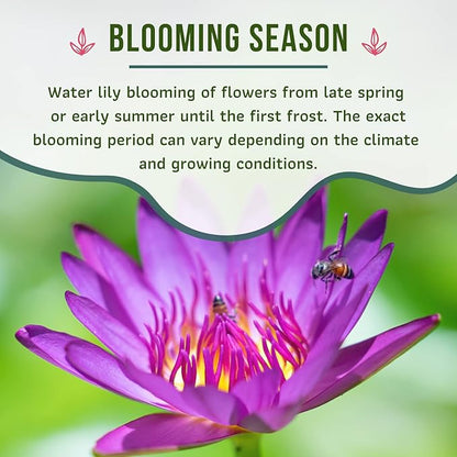 Mainam Mix Colorful Tropical Water Lily Tuber Live Aquarium Plant for Freshwater Fish Pond Balcony Buy 2 GET Fertilizer Free (Red Nymphaea Dang Ma Miew)