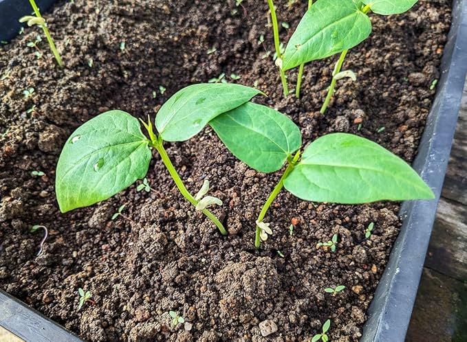 Green 100+ Seeds Snake Oriental Yard Long Pole Bean Seeds for Planting Noodle Beans Heirloom Non-GMO Delicious Vegetable Seeds
