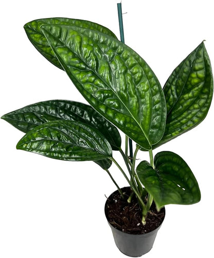 GARDENERA Monstera Karstenianum Potting Mix - Retains Moisture and Enhances Root Development - 20 Quart (4 Bags of 5 Quart)