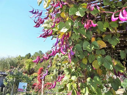 TomorrowSeeds - Purple Moon Hyacinth Bean (Pole) Seeds - 30+ Count - for 2026 Planting Lablab Purpureus Dolichos Tonga Njahi Seim Bataw Flat Beans USA Garden Vegetable Grow Your Own Home Farm Patio