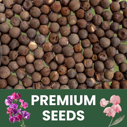 Sweet Pea Royal Family Mix – 50 Seeds for Planting – 2026 Season – 5 Grams