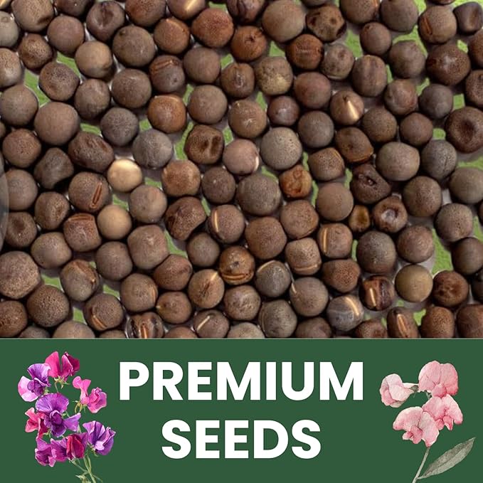 Sweet Pea Royal Family Mix – 250 Seeds for Planting – 2026 Season – 1 Ounce