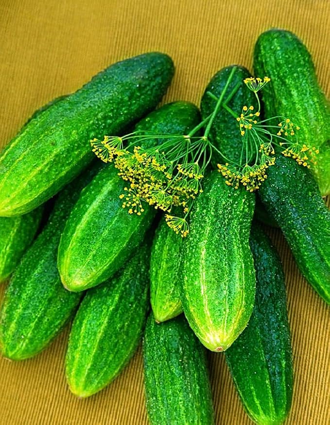 Seeds Self-Pollinated Cucumber Firm Secret F1 40 Days for Pickling Indoor Non GMO Hybrid