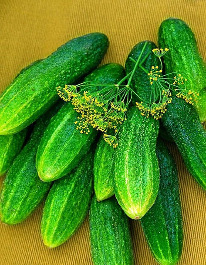 Seeds Self-Pollinated Cucumber Firm Secret F1 40 Days for Pickling Indoor Non GMO Hybrid