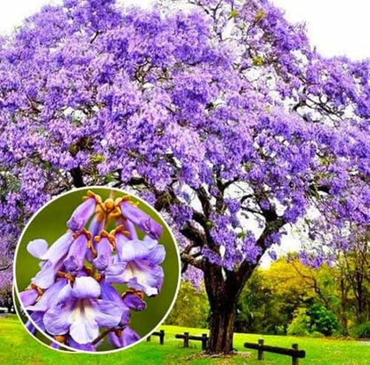 450 Paulownia fortunei | Dragon Tree | Fortunes Empress, by-PeavyTailor, Sapphire