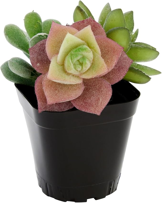 Juvale Square Nursery Pots - Seedling Planters with Drainage Holes - Versatile Pots for Plants & Succulents - Space-Saving Stackable Planters - 2.6 in, Pack of 300, Black
