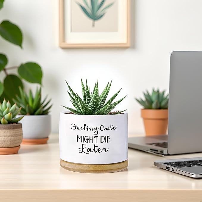 Funny planters for Indoor Plants Garden Succulent Pots, with Drainage Holes and Saucer(No Plants) (Feeling Cute Might Die Later)