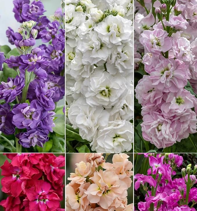 50pcs Mixed Column Stock Seeds Blossom Flowers Seed Flower Matthiola Incana Blossom Stock