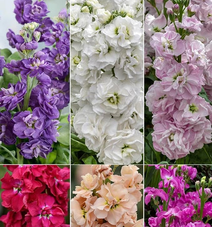 50pcs Mixed Column Stock Seeds Blossom Flowers Seed Flower Matthiola Incana Blossom Stock