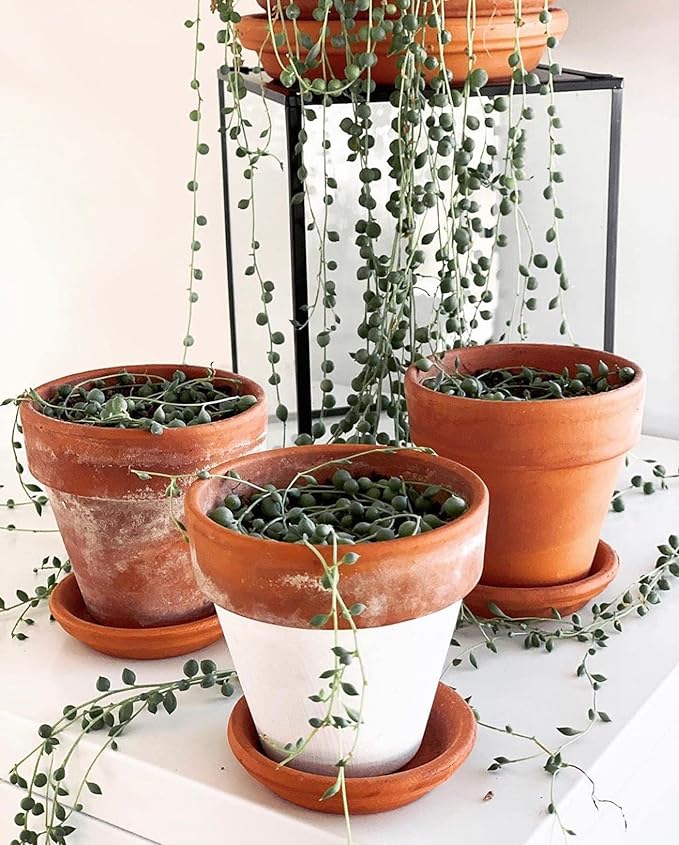 Terracotta Starter Pots with Saucers – 4 Inch Clay Planting System for Healthy Roots, Reliable Drainage & Indoor Growing, Ideal for Succulents, Seedlings & Small Spaces