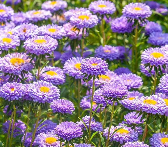 200+ Perennial Aster Flower Seeds for Planting Outdoors-Rainbow Flower Garden Home Fragrant Butterfly