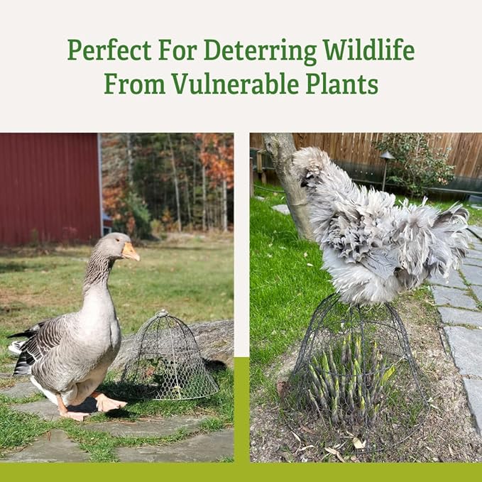 Gardener's Supply Company Sturdy Chicken Wire Cloche Plant Protector & Cover | Sturdy Metal Garden Protection for Your Crops and Seedlings | No Assembly Required - 16" in Diameter x 12.5" H