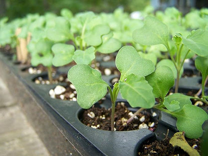 Food to Live Organic Broccoli Seeds for Sprouting, 2 Ounces – Non-GMO, Vegan, Kosher, Sirtfood, Bulk. Rich in Sulforaphane, Vitamin C. Grow Sprouts, Microgreens for Salads, and Sandwiches