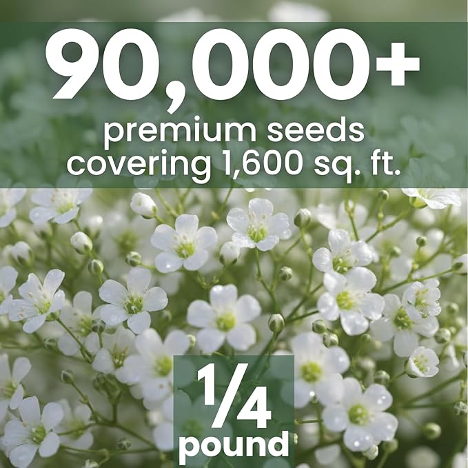 Baby’s Breath – 90,000 Seeds for Planting – 2026 Season – 4 Ounce Pouch