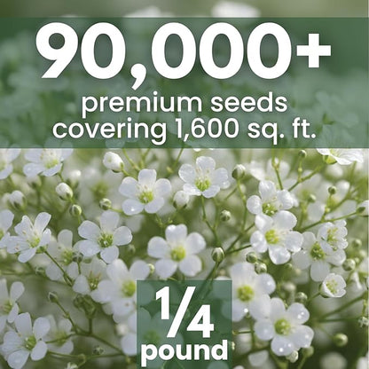 Baby’s Breath – 90,000 Seeds for Planting – 2026 Season – 4 Ounce Pouch