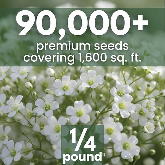 Baby’s Breath – 90,000 Seeds for Planting – 2026 Season – 4 Ounce Pouch