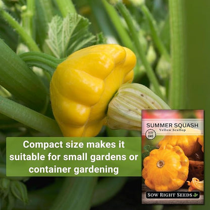 Sow Right Seeds - Yellow Scallop Squash Seed for Planting - Non-GMO Heirloom Packet with Instructions to Plant a Home Vegetable Garden, Traditional Summer Variety - Tasty Mini Squash (1)