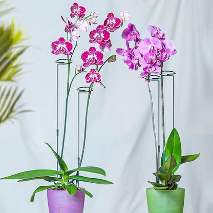 Mwellewm 6 Sets Plant Stakes 12/25/36 Inch Adjustable Plant Support Stakes Tall for Indoor Outdoor Plant Holder Stick Steel Garden Stem Pole Amaryllis Stakes with 30 Clip for Tomato Orchid Lily Flower