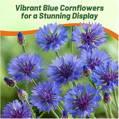 Outsidepride Dwarf Blue Cornflower Seeds for Planting - 2000 Pcs. Annual Bachelor's Button Flower Seeds for Cut Flower Gardens, Drought-Tolerant, Attracts Pollinators, Ideal for Borders & Bouquets