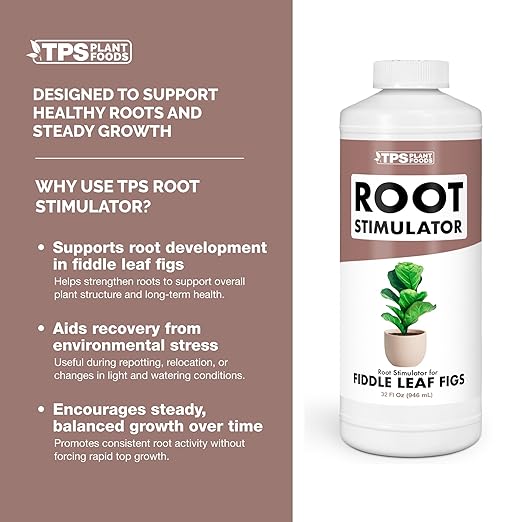 Root Stimulator for Fiddle Leaf Figs – Liquid Root Booster with Probiotics & Seaweed to Support Healthy Root Growth, 32 oz