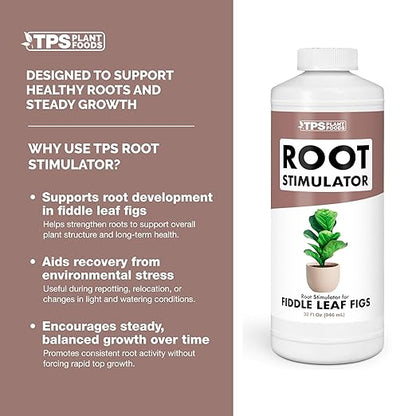 Root Stimulator for Fiddle Leaf Figs – Liquid Root Booster with Probiotics & Seaweed to Support Healthy Root Growth, 8 oz