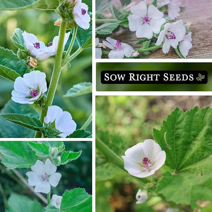 Sow Right Seeds - Marsh Mallow Seeds for Planting - Heirloom Non-GMO Variety - Ideal for Indoor or Outdoor Herbal Gardens - Grow Your Own Culinary and Medicinal Marshmallow Root Herbs (1)