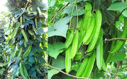 15PCS Winged Bean Seeds Psophocarpus Tetragonolobus Home Garden Seeds Heirloom