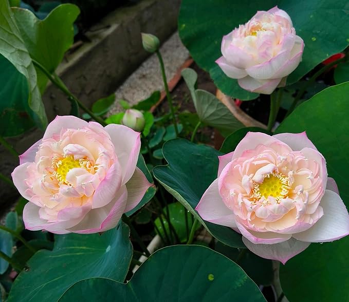 Mixed Color Bonsai Bowl Lotus Water Lily Seeds (30 PCS)