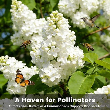 White Japanese Lilac Tree Seeds - 100 Non-GMO Heirloom Seeds for Planting, Fragrant Flowering Tree for Pollinator Gardens, Landscaping & Privacy Screens, USDA Zones 3-7