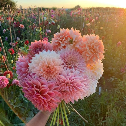 Mixed Color Dahlia Seeds for Planting - 400 Non-GMO Flower Seeds, Easy Growing, Pollinator Friendly, Perfect for Containers, Borders & Cut Bouquets