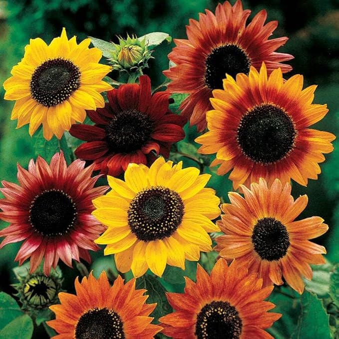 Park Seed Grow Your Own Vibrant Annual and Perennial Wildflower Garden Seeds Mixture, Easy to Grow Varieties for Pollinators and Spring Gardens - Large Colored Sunflower Mix, 1/4 lb