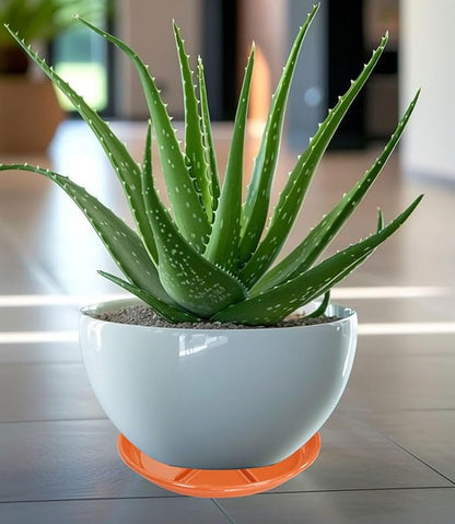 6 Pack of Plant Saucer 12 inch, Large Heavy Duty Plastic Bird Bath Bowl, Plant Drip Trays for Indoors Outdoor, Plant Water Tray for Planters, Red