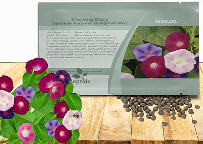 Outsidepride 500 Seeds Annual Ipomoea Purpurea Morning Glory Fieldgrown Climbing Vine Flower Seeds for Planting