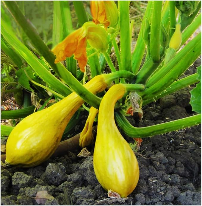 Sweet Dumpling Squash Seeds - Approximately 30 Seeds