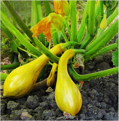Sweet Dumpling Squash Seeds - Approximately 30 Seeds