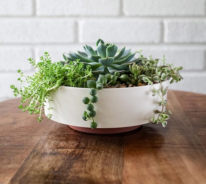 The HC Companies 8 Inch Round Plastic Succulent Capri Bowl Decorative Indoor Flower Succulent Planter Pot with Drain Plug Hole, Vanilla Bisque