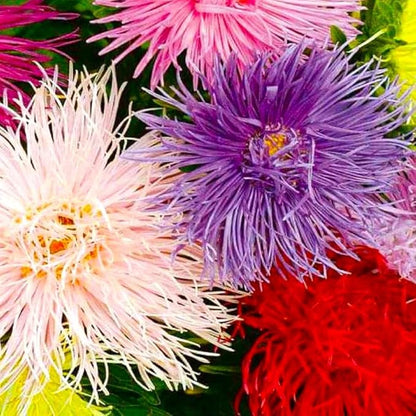 Needle Aster Seed Mix Multicolor 100 Seeds for Planting Non-GMO