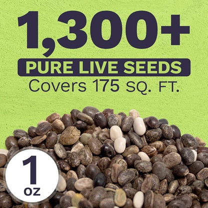 Russell Lupine Seeds – Extra Large Packet – Over 1,300 Open Pollinated Non-GMO Perennial Wildflower Seeds – Lupinus polyphyllus