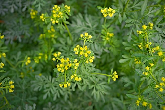 Rue 150 Seeds (Ruta Graveolens) Heirloom - Non GMO - Open Pollinated