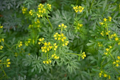 Rue 150 Seeds (Ruta Graveolens) Heirloom - Non GMO - Open Pollinated